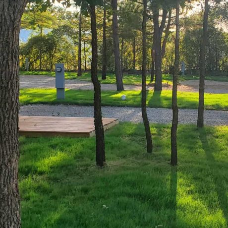 trees and grass at empty rv site